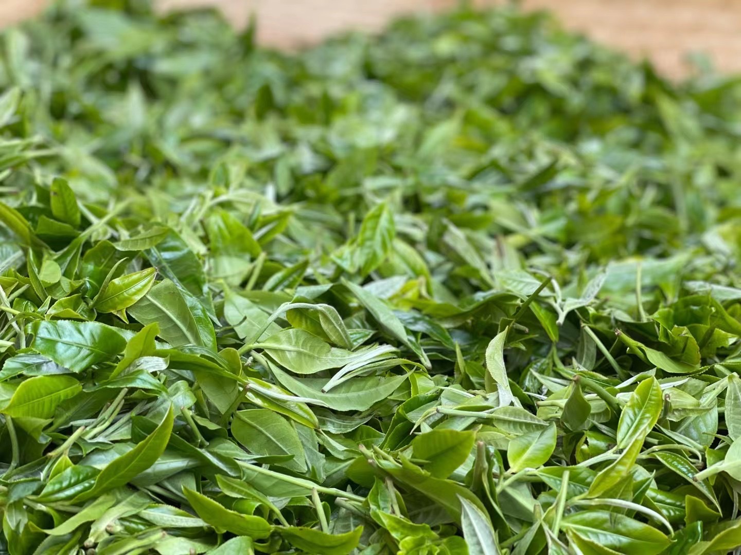 Legendary Whitetails Men's Huntguard Bullfrog Technical Softshell Gaiter Hoodie